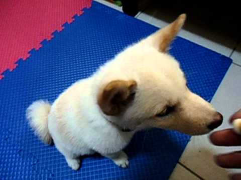 我教會坐下了! 好感動!(原發表者:jimmilk7995)(影片)