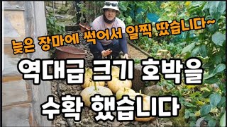 이런맛에 전원생활 합니다 익은 호박 먼저 수확 했습니다~~ #호박농사수확 #전원생활의장점