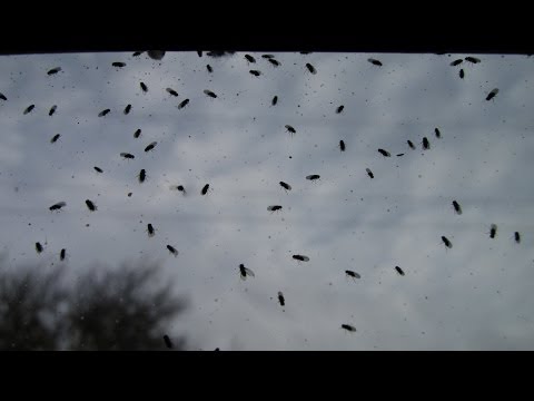 Vinske mušice v stanovanju