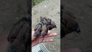 Download lagu anakan burung emprit jawa mp3 Download lagu anakan burung emprit jawa mp3
