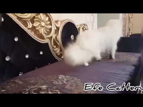 Angeli BRL. Ns1133 Female