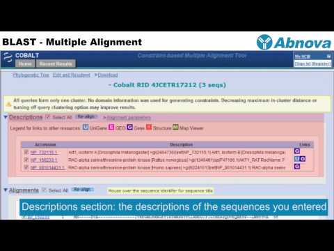 image-Is blast a multiple sequence alignment?