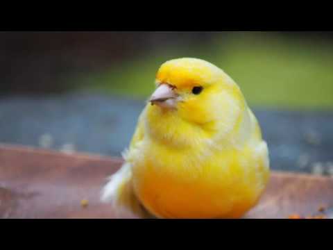 download lagu mp3 mp4 Soar Con Canarios, download lagu Soar Con Canarios gratis, unduh video klip Soar Con Canarios