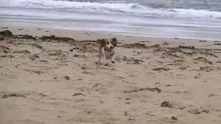 preview picture of video 'Scottish Basset Hound Walk at Burghead Bay September 2014'