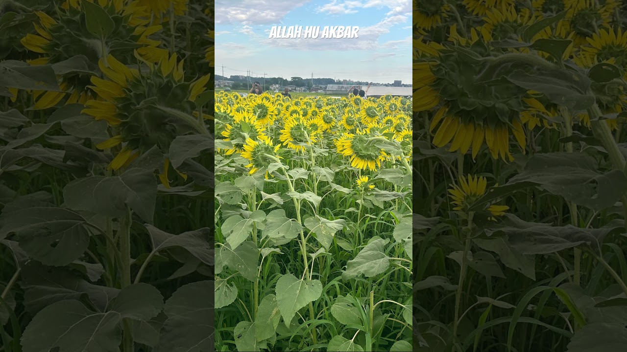 Quran Urdu translation