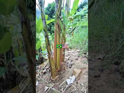 #agro#nao#para#banana#prata#no#serrado#de#minas#gerais