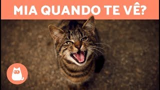 Porque seu GATO MIA QUANDO TE VÊ - 7 significados