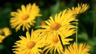 MYMP - For All Of My Life (Lyrics) #nocopyrightinfringementintended