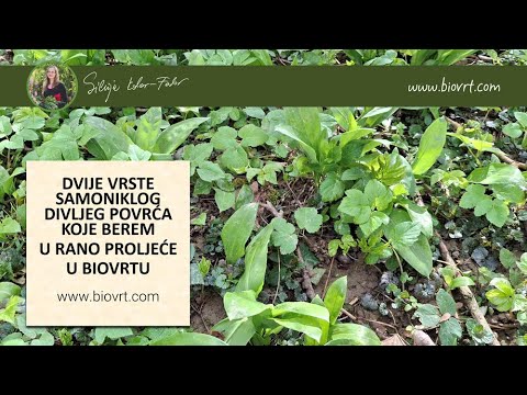 Dvije vrste divljeg samoniklog povrća koje beremo u rano proljeće