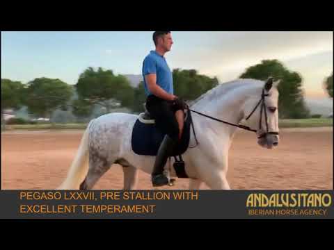 Pegaso LXXVII, PRE stallion with an excellent temperament