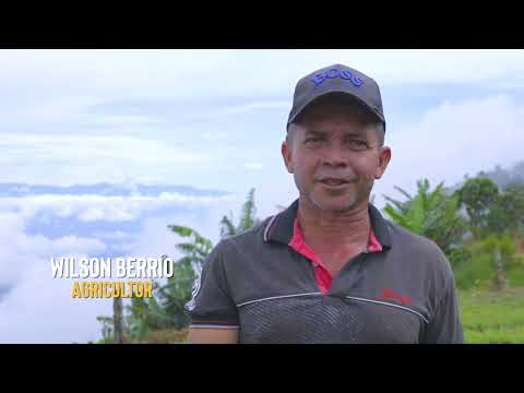 Un cultivo de maíz dulce desde el municipio de San Jerónimo | El Campo según Tano | Teleantioquia