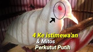 Download lagu Perkutut Putih Ke istimewa'an Dan Mitos nya. !? mp3
