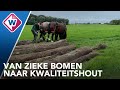 Keukenhof maakt eigen hardhout van zieke bomen - OMROEP WEST