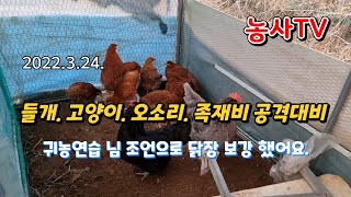 닭키우기 토종닭키우기  들개 오소리 족재비 고양이 공격대비 닭장 보강했습니다.