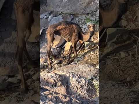 interesting facts about camel| camel video #camel #animals #woldwide #facts