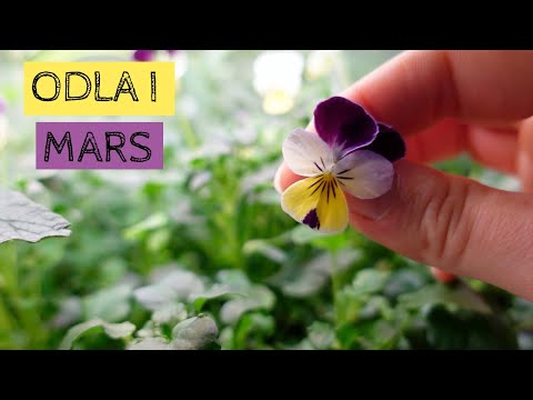 Odla i MARS - Det växer på i odlingskällaren och i växthuset gror fröna