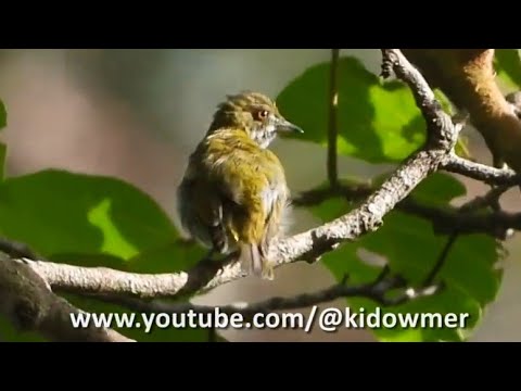 Bobuliar zelenochrbtý (Dicaeum chrysorrheum) — spev a hlas v prírode