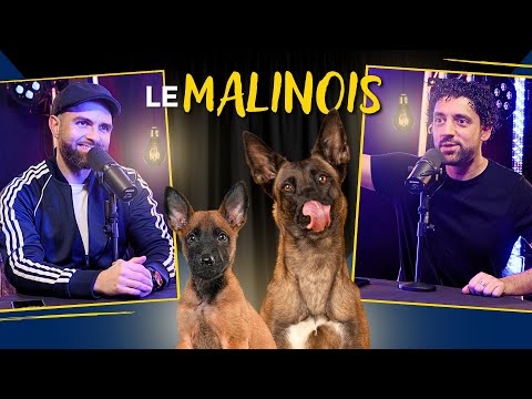 Le MALINOIS