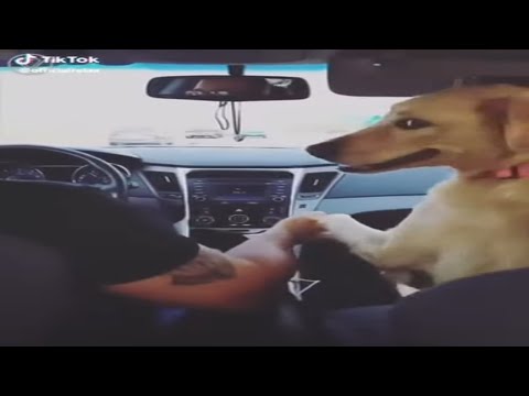 Uśmiech psa!-