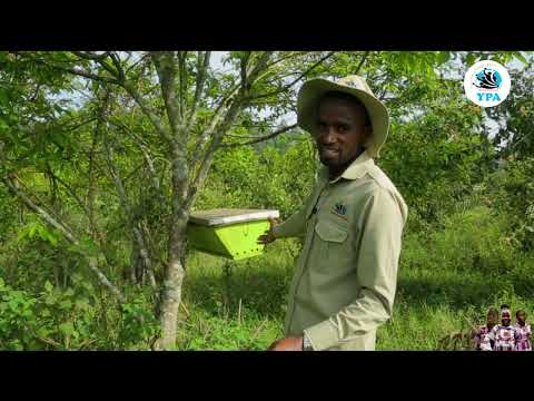 Monthly  income of 100,000 shillings? It's possible with beekeeping!