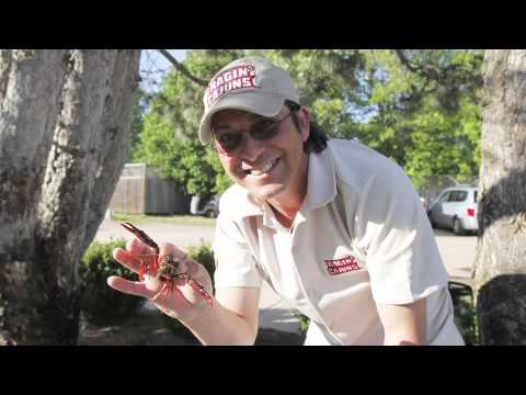 Loucura dos percevejos 2012