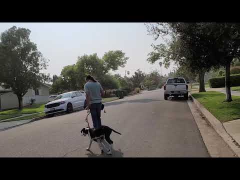 Lucky Dog Training : The Elite Dog Training Service of the CV. video.