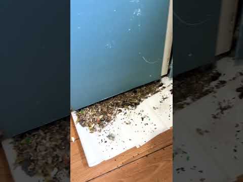 Cleaning up an insane amount of rodent droppings out of these kitchen cupboards 🐭⚠️