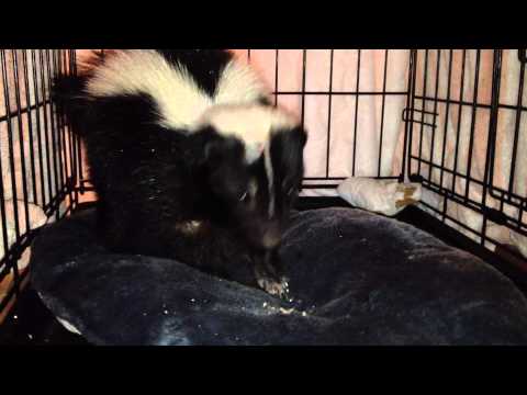 A Wild Skunk Arm Wound