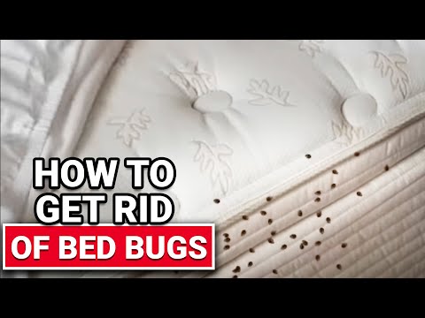 How To Get Rid of Bed Bugs - Ace Hardware