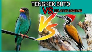 Download lagu MASTERAN TENGKEK BUTO VS PELATUK BAWANG@masrana5805 mp3