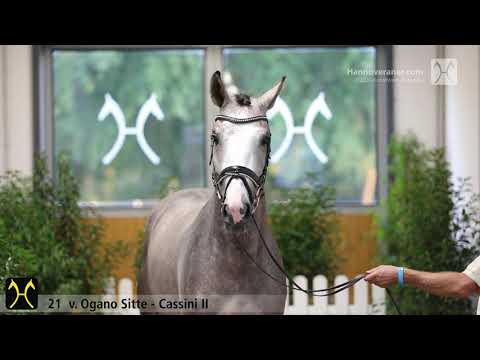 Verden Stallion Licensing 2020 - No. 21 Stallion by Ogano Sitte - Cassini II - Escudo I