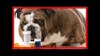 Schüßler-Salze für Hunde: Wie können sie helfen