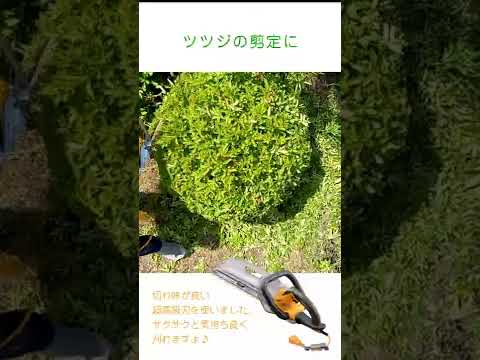 生垣を刈る時期は重要ですか？誰のため？  庭園