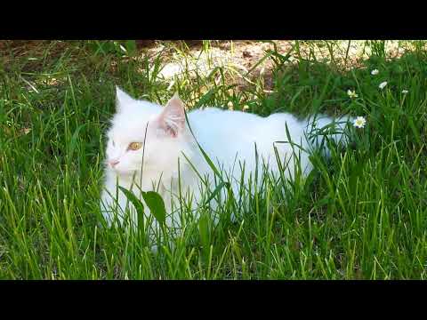 A beautiful white cat named Ninif-Nouf