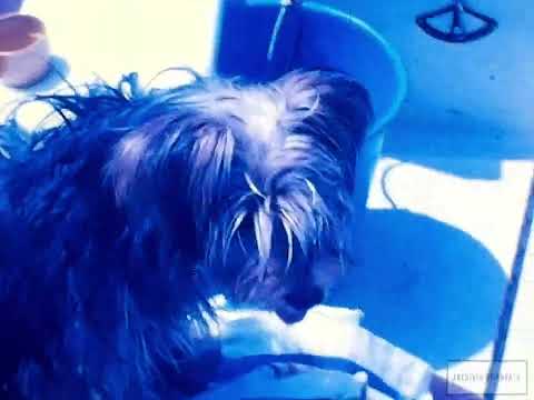Anteprima del video Cane a bordo