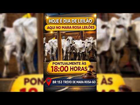 MARA ROSA LEILÕES - GOIÁS - LEILÃO DE GADO DE CORTE 31/03/2026