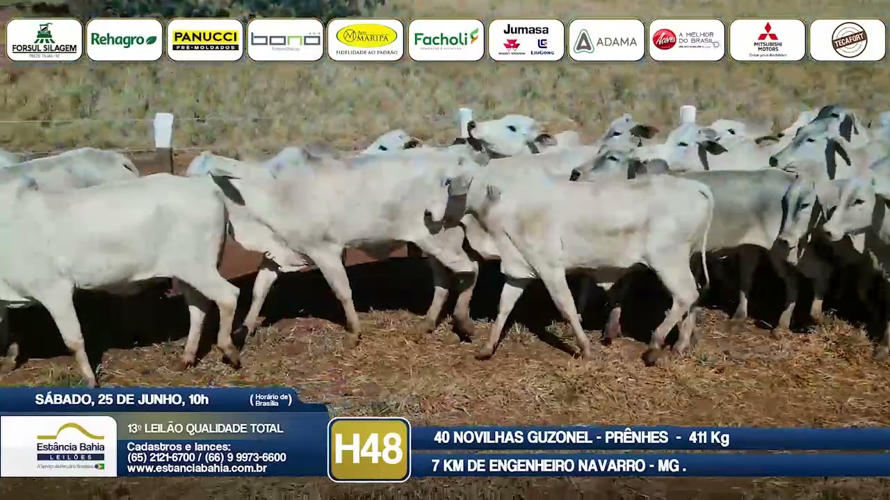 Vídeo LOTE H48 - 13º Leilão Qualidade Total 2022