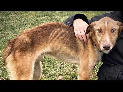 Patrick, an adoptable Collie Mix in Kittanning, PA_image-1