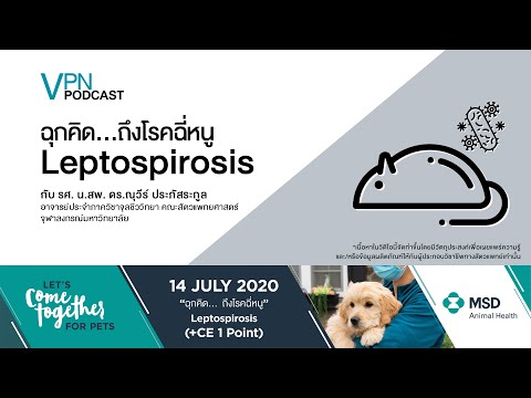 VPN Podcast EP.21 - ฉุกคิด...ถึงโรคฉี่หนู Leptospirosis