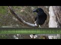 Pied Currawong Calls & Sounds