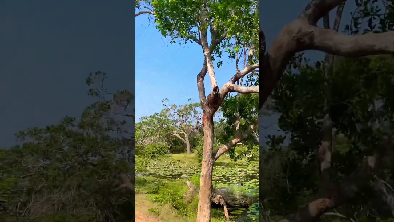 YouTube Short thumbnail