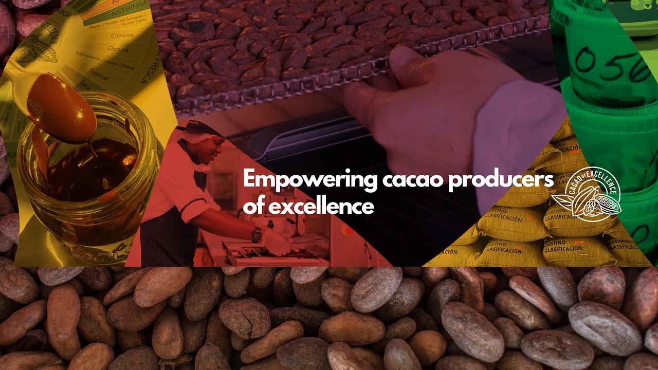 Cacao of Excellence Live Stream