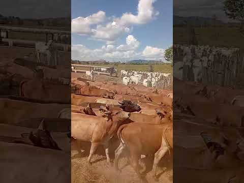 Garrotes Curraleiro Pé-Duro na Fazenda Santos Reis em Rio Maria-PA, do amigo Roberto Paulinelli.
