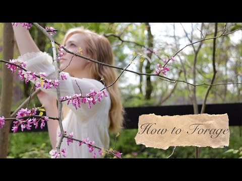 How to Forage for Wild Foods and Medicinals | The Guidelines and Ethics