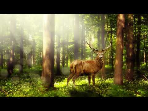 Enchanted Forest - Fantasy Celtic Music