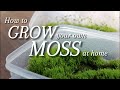 2 Ways to Grow your own Moss at Home