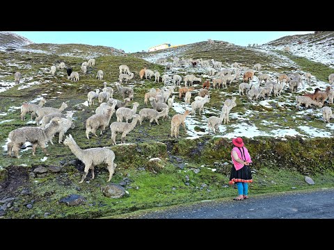 Village Life in the Andes |Alpacas, Kids & Mountain Life