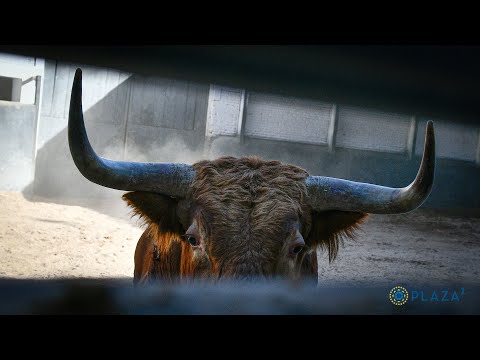 SORTEO | Corrida 15 agosto, Fuente Ymbro