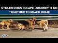 China Dogs | Corgi Guides 7 Stolen Dogs In 17 Km Escape, Survival Journey Stuns Internet
