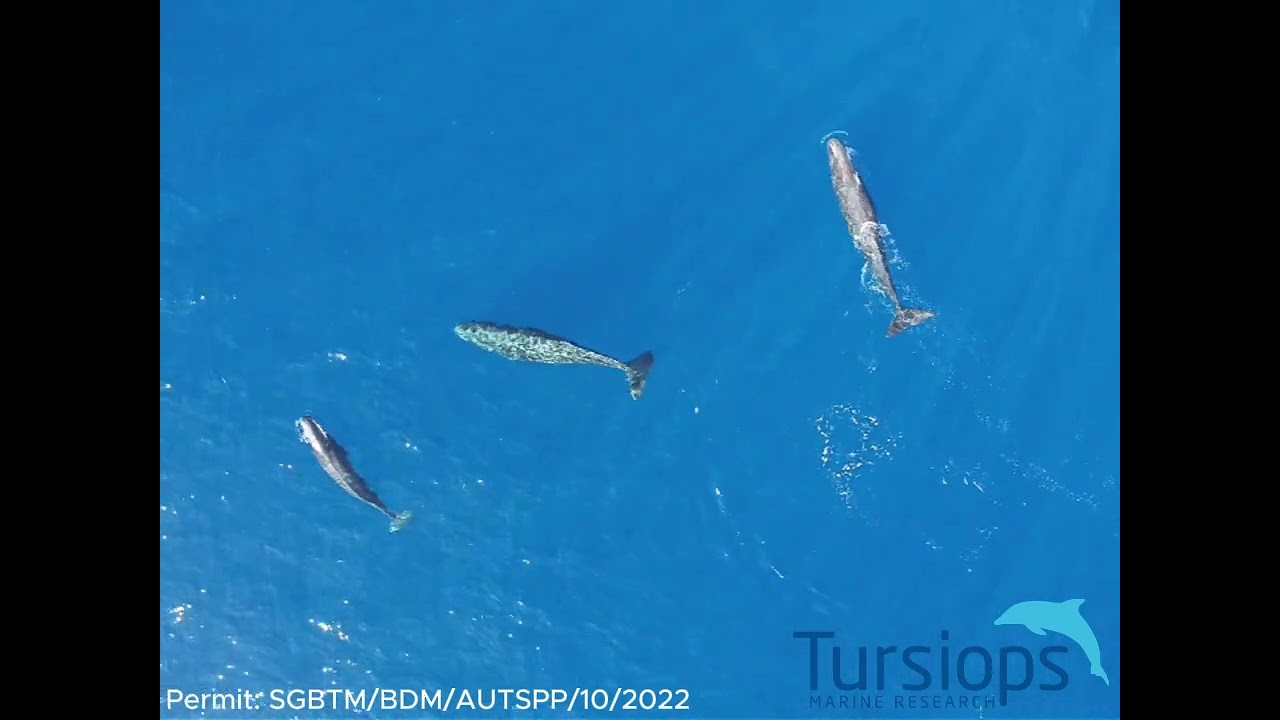 Headbutting Sperm Whales - YouTube